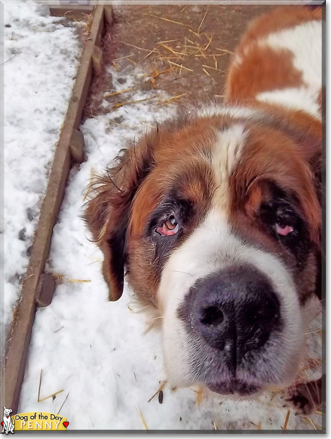 Penny the Saint Bernard, the Dog of the Day