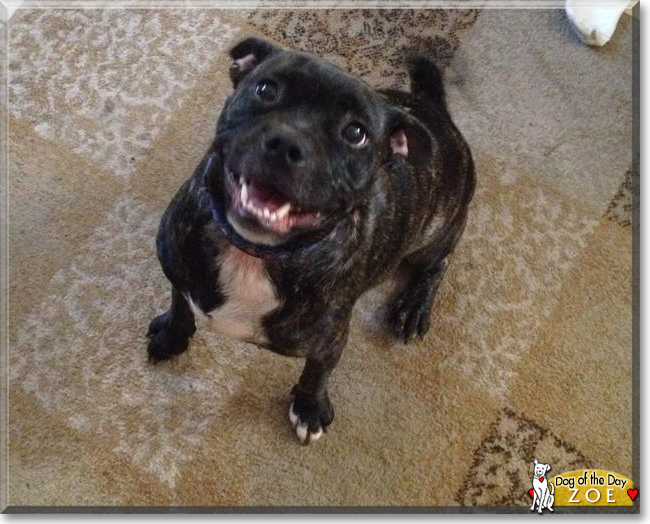 Zoe the Pug, Pitbull mix, the Dog of the Day