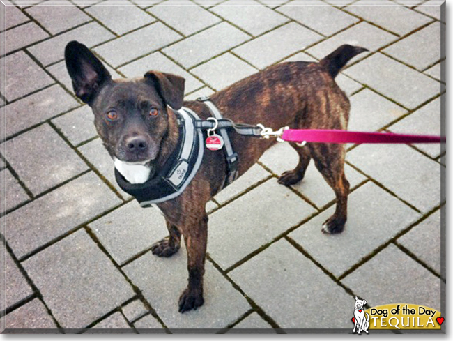 Tequila the Boxer, Staffordshire Terrier mix, the Dog of the Day