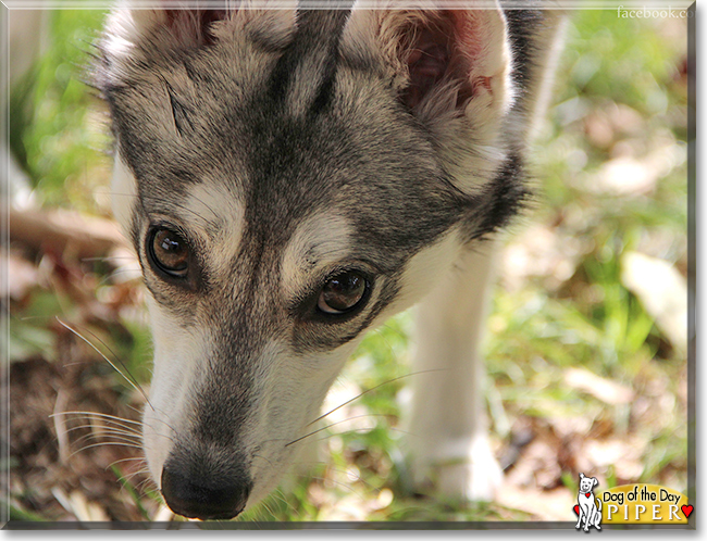 Piper the Alaskan Klee Kai the Dog of the Day