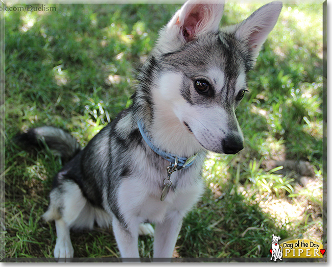 Piper the Alaskan Klee Kai the Dog of the Day