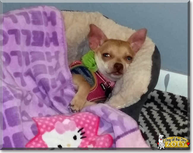 Zoey the Chihuahua the Dog of the Day