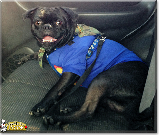 Jacob the Pug, Boston Terrier mix the Dog of the Day
