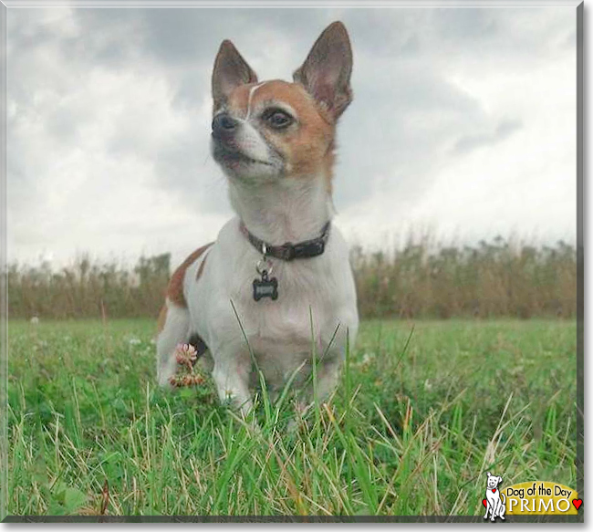 Primo the Jack Russell Terrier, Chihuahua mix the Dog of the Day