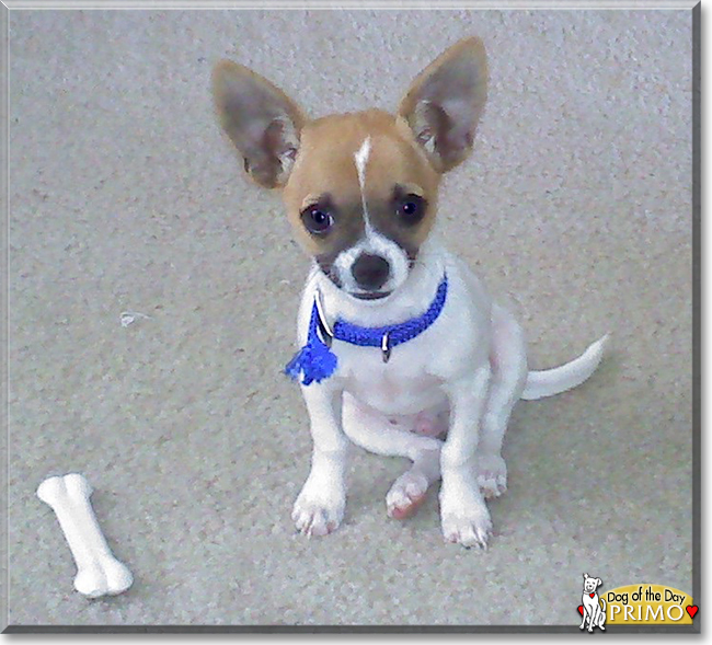 Primo the Jack Russell Terrier, Chihuahua mix the Dog of the Day