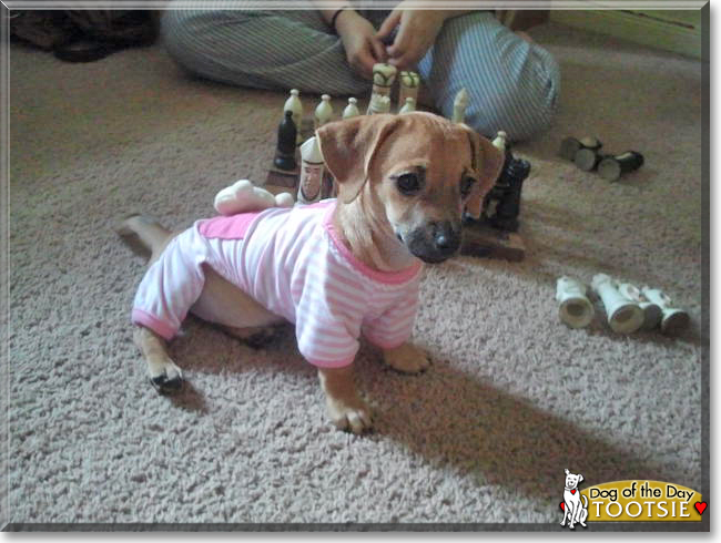 Tootsie the Dachshund the Dog of the Day