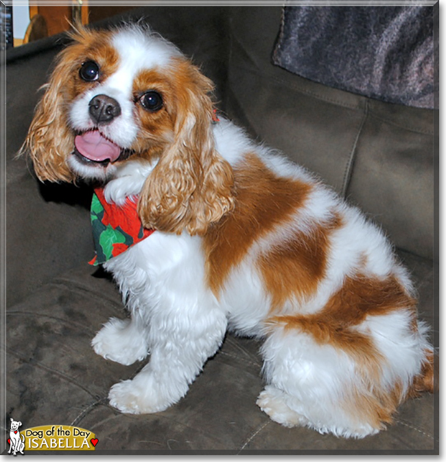 Isabella the Cavalier King Charles Spaniel the Dog of the Day