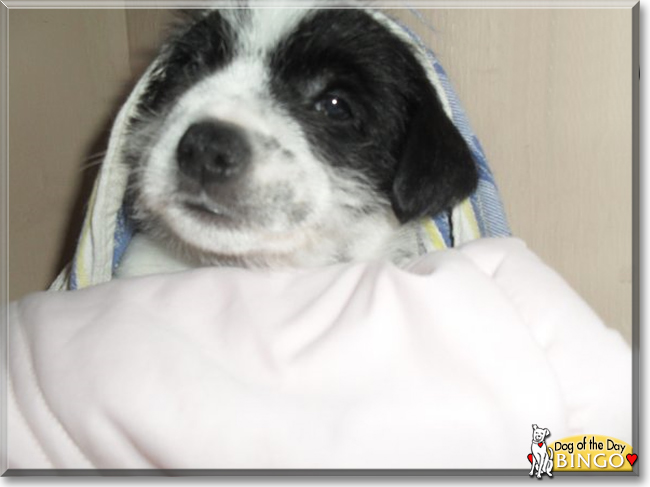 Bingo the Jack Russell Terrier/Parson's Jack Russell cross, the Dog of the Day
