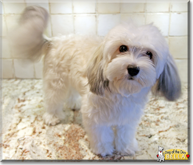 Bella the Havanese, the Dog of the Day