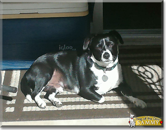 Sammy the Boston Terrier mix, the Dog of the Day