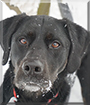 Sadie the Labrador Retriever/Bernese Mountain Dog