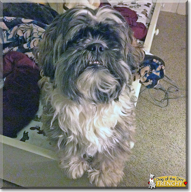 Frenchy the Shih Tzu, the Dog of the Day