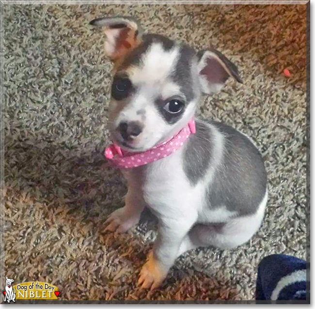 Niblet the Chihuahua, Shih Tzu mix, the Dog of the Day