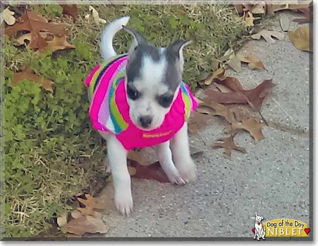 Niblet the Chihuahua, Shih Tzu mix, the Dog of the Day