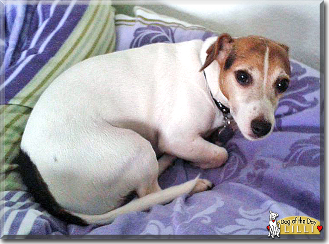 Lilli the Jack Russell Terrier, the Dog of the Day
