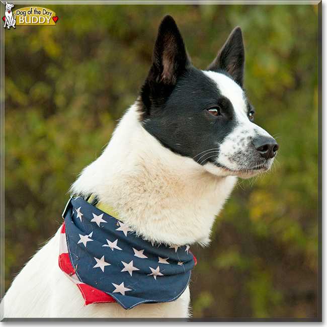 Buddy the Border Collie/Blue Heeler mix, the Dog of the Day