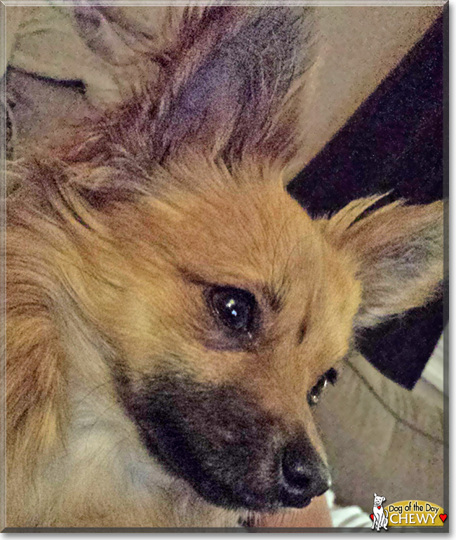 Chewy the Long hair Chihuahua, the Dog of the Day