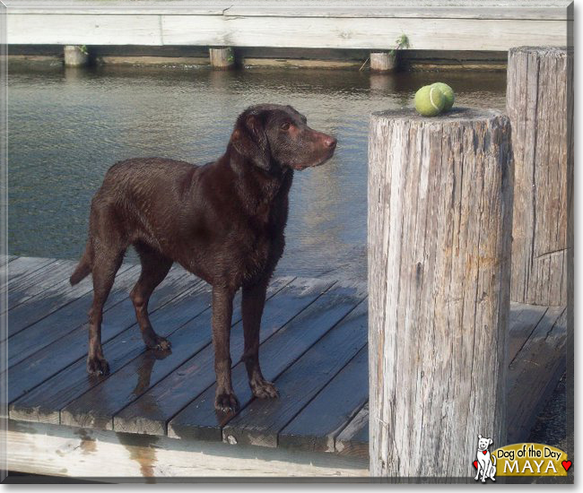 Maya the Chocolate Labrador Retriever, the Dog of the Day