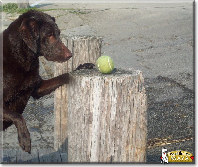 Maya the Chocolate Labrador Retriever, the Dog of the Day