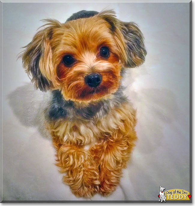 Teddy the Yorkshire Terrier mix, the Dog of the Day