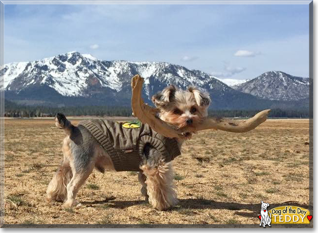 Teddy the Yorkshire Terrier mix, the Dog of the Day