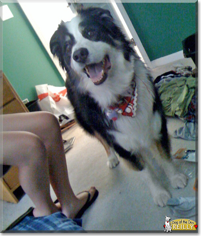 Reilly the Australian Shepherd, the Dog of the Day