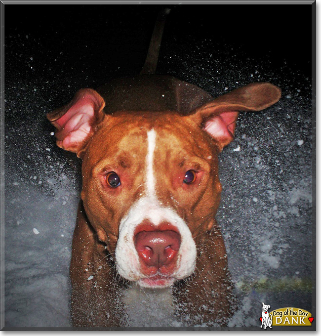 Dank the Red nose Pitbull, the Dog of the Day