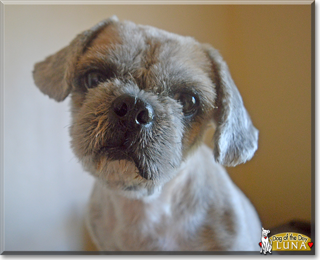 Luna the Shih Tzu, the Dog of the Day
