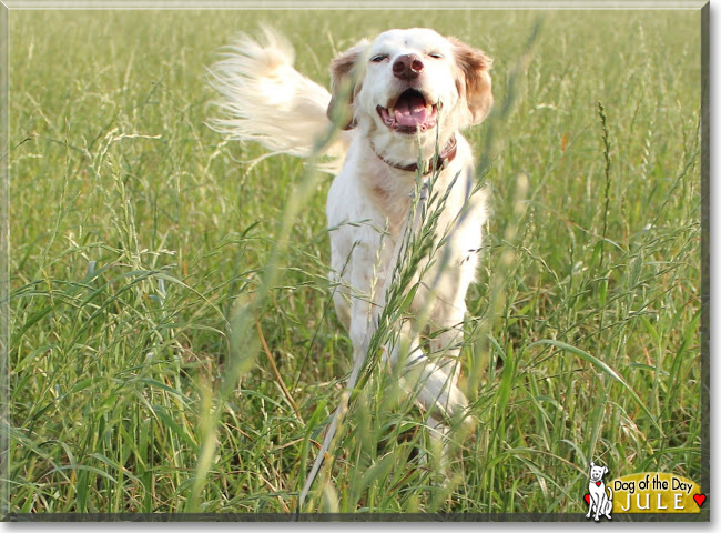 Jule the English Setter Mix, the Dog of the Day