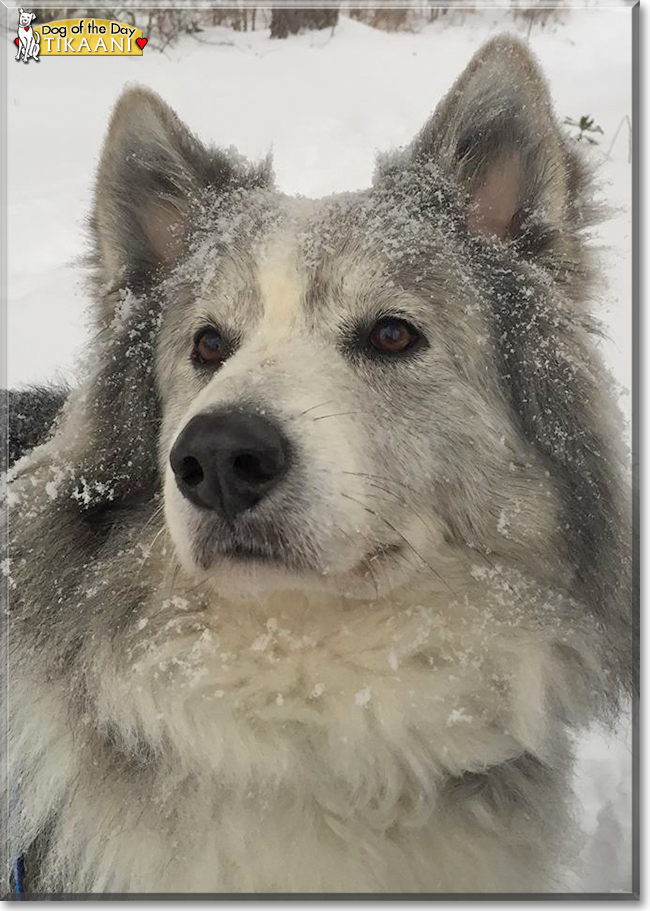 Tikaani the Siberian Husky/Border Collie, the Dog of the Day