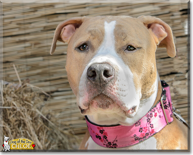 Chloe the Pit Bull, the Dog of the Day