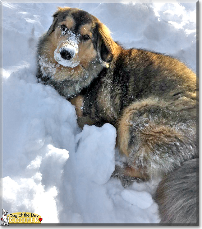 Cooper the Rough Collie/Australian Shepherd mix, the Dog of the Day