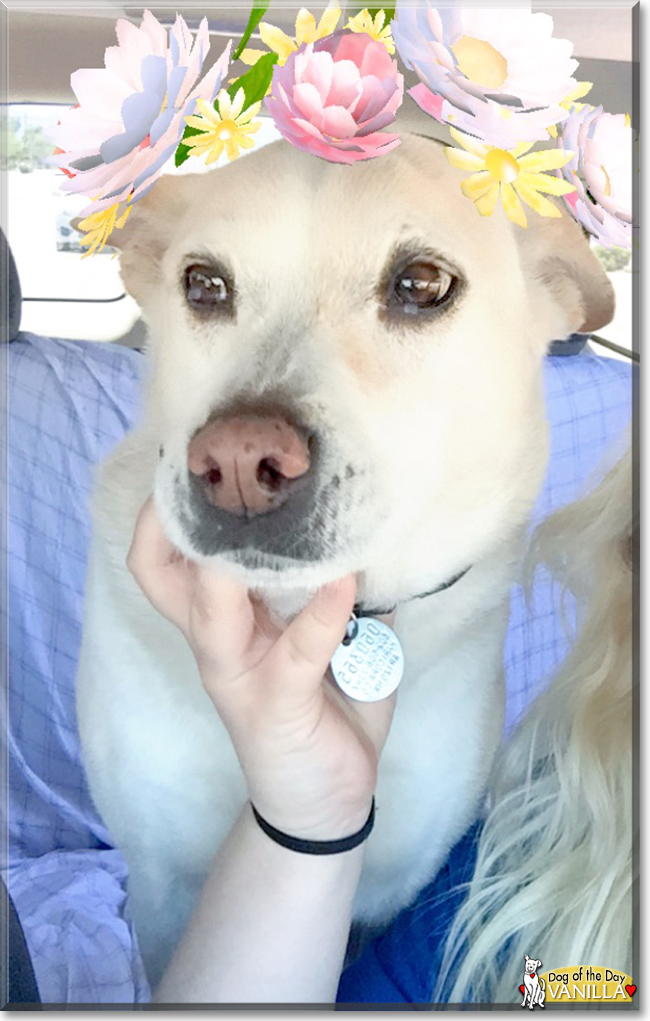 Vanilla the Labrador mix, the Dog of the Day