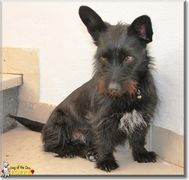 Poppy the Terrier mix, the Dog of the Day