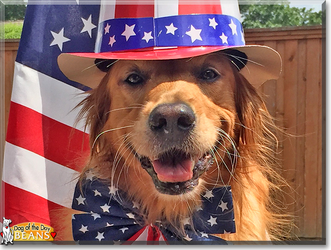 Beans the Golden Retriever, the Dog of the Day