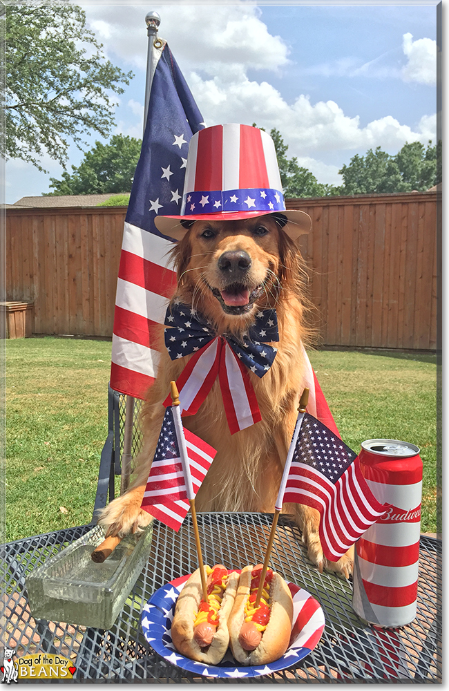 Beans the Golden Retriever, the Dog of the Day