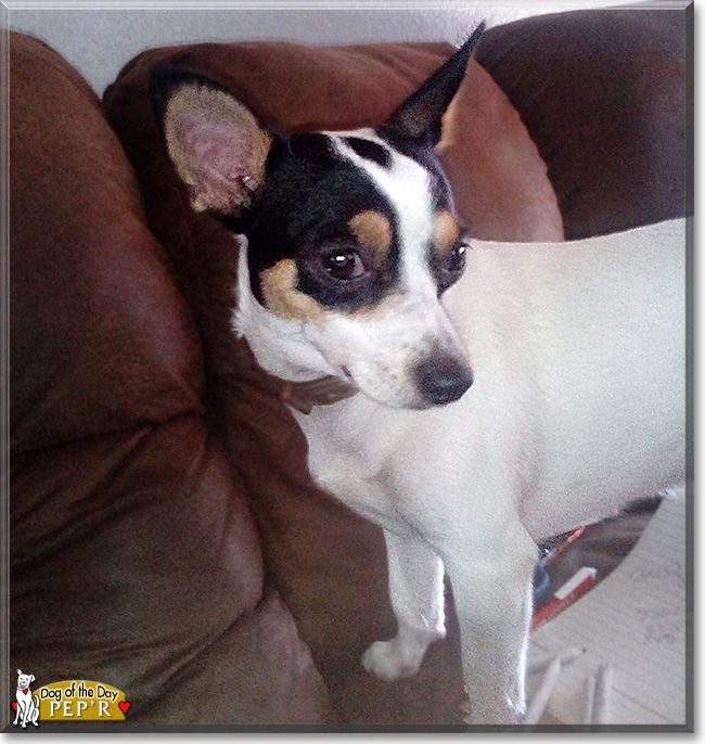 Pep'r the Jack Russell/Chihuahua, the Dog of the Day
