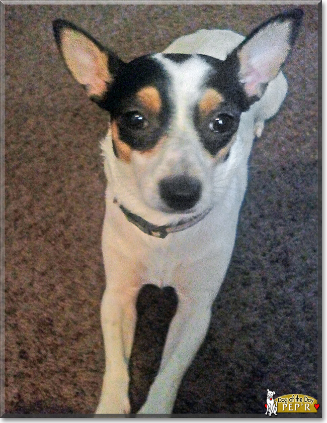 Pep'r the Jack Russell/Chihuahua, the Dog of the Day