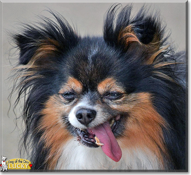 Lucky the Papillon, the Dog of the Day