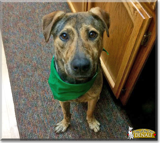 Denali the Hound mix, the Dog of the Day