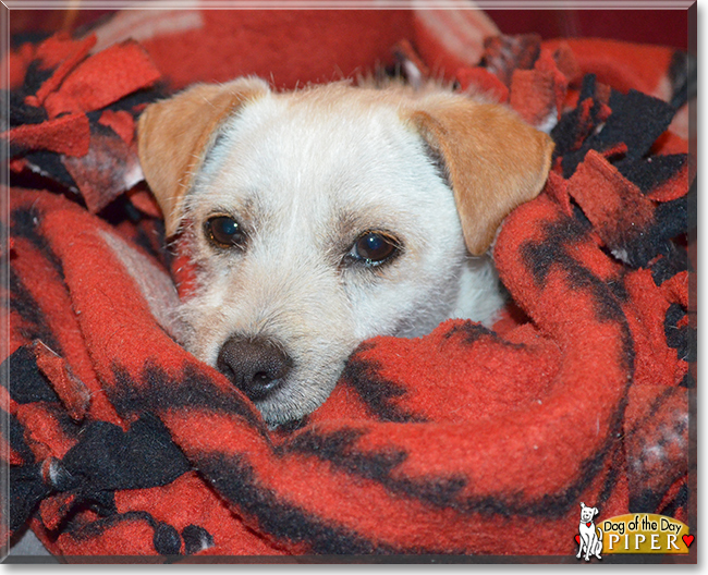 Piper the Wire-haired Jack Russell Mix, the Dog of the Day