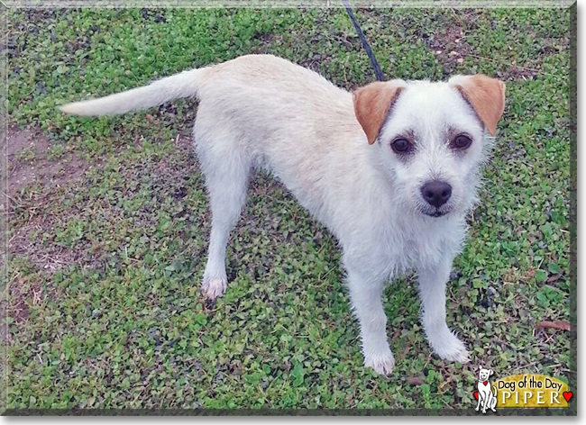 Piper the Wire-haired Jack Russell Mix, the Dog of the Day