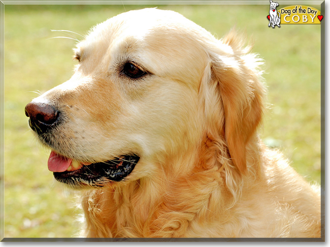 Coby the Golden Retriever, the Dog of the Day