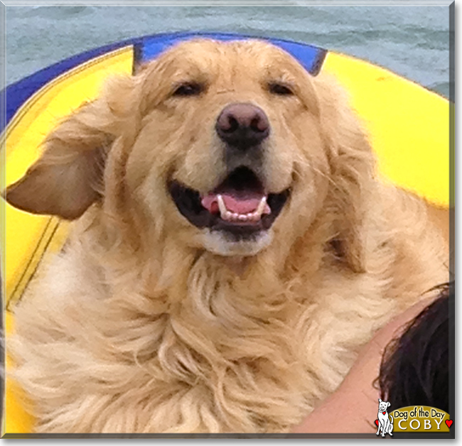 Coby the Golden Retriever, the Dog of the Day