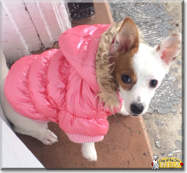 Bella the Chihuahua, the Dog of the Day