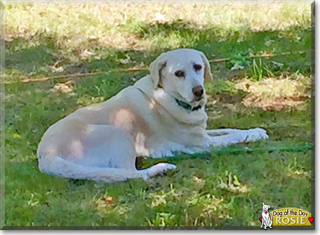Rosie the Golden Retriever/Labrador, the Dog of the Day