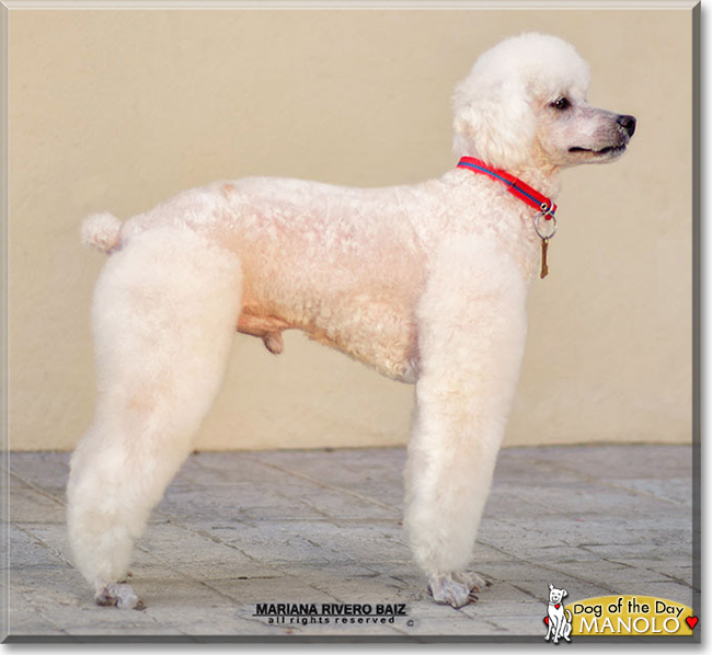 Manolo the Miniature Poodle, the Dog of the Day