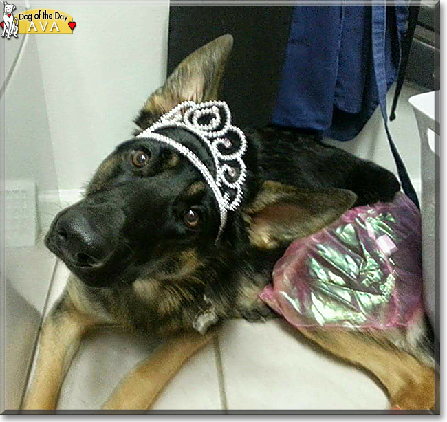 Ava the German Shepherd, the Dog of the Day