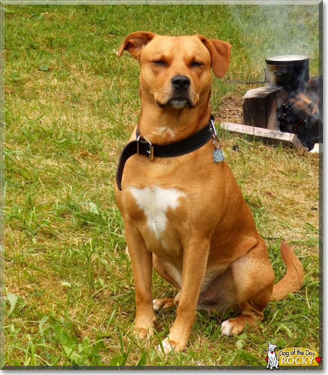 Rocky the American Stafforshire Terrier, the Dog of the Day