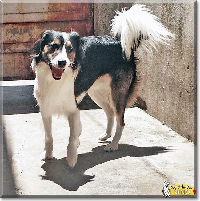 Nino the Border Collie mix, the Dog of the Day